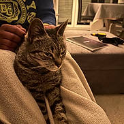 Charly participe au concours pour gagner de l'argent avec cette photo : cat, tabby_cat, blanket, lap, person, sweatshirt, indoor, living_room, table, chair, book, soft_lighting, cozy, relaxing, furniture, pet, animal, striped, warm_colors, comfort