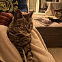 cat, tabby_cat, blanket, lap, person, sweatshirt, indoor, living_room, table, chair, book, soft_lighting, cozy, relaxing, furniture, pet, animal, striped, warm_colors, comfort