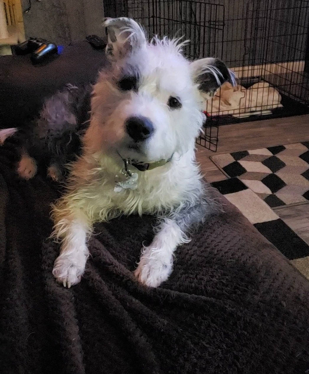 Grim is registered to the contest to win money with this photo: canidae, carnivore, companion_dog, dog, dog_breed, fence, flooring, fur, small_terrier, sporting_group, terrier, toy_dog, water_dog, working_animal, working_dog