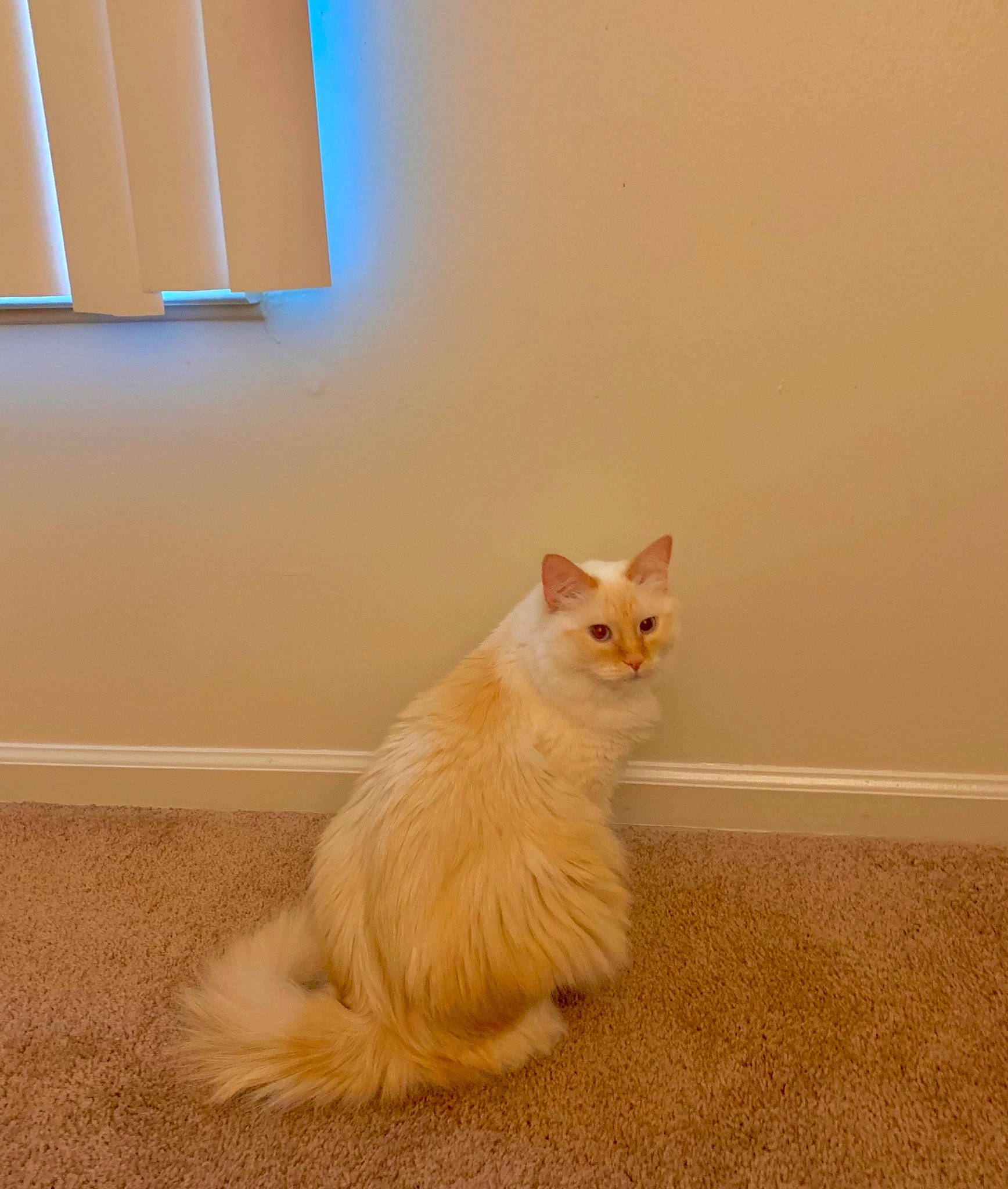 Kallie joined the competition — help win amazing prizes! carnivore, cat, domestic_short_haired_cat, fawn, felidae, floor, flooring, fur, hardwood, laminate_flooring, orange, paw, plaster, room, small_to_medium_sized_cats, tail, whiskers, window, wood, wood_flooring