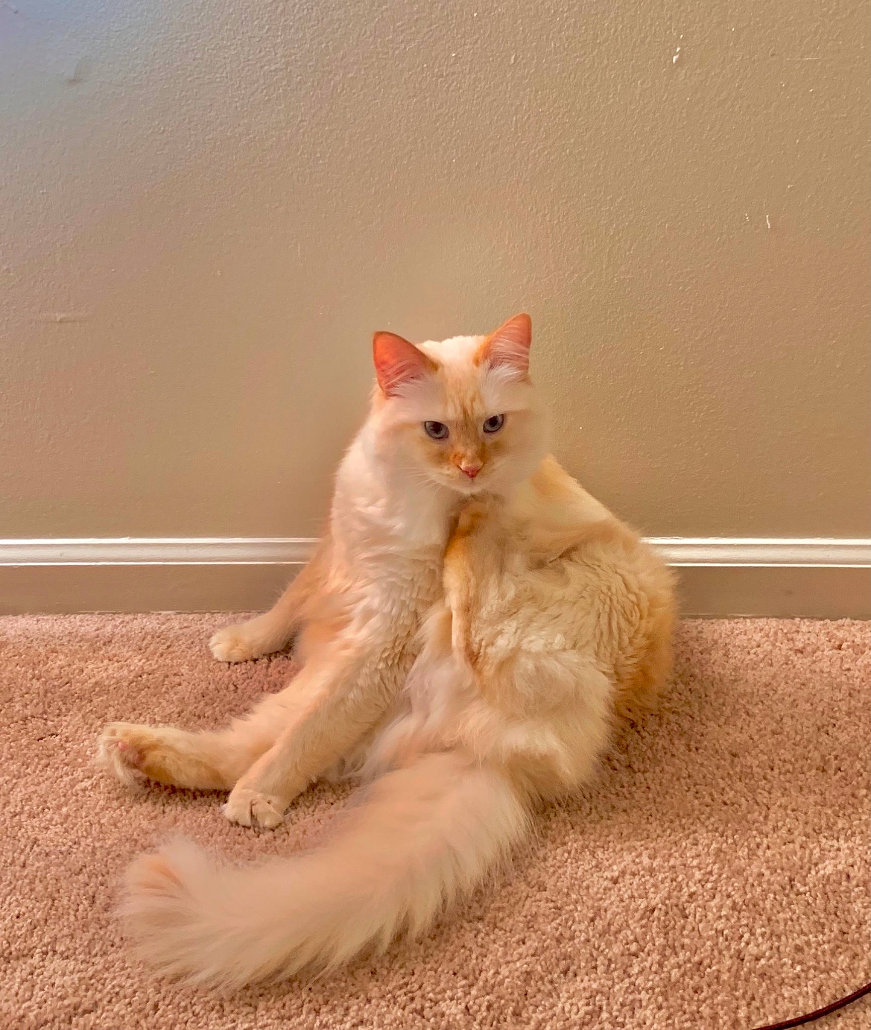 Kallie is registered to the contest to win money with this photo: carnivore, cat, claw, comfort, domestic_short_haired_cat, fawn, felidae, flooring, foot, fur, hardwood, leg, paw, sitting, small_to_medium_sized_cats, snout, tail, whiskers, window, wood