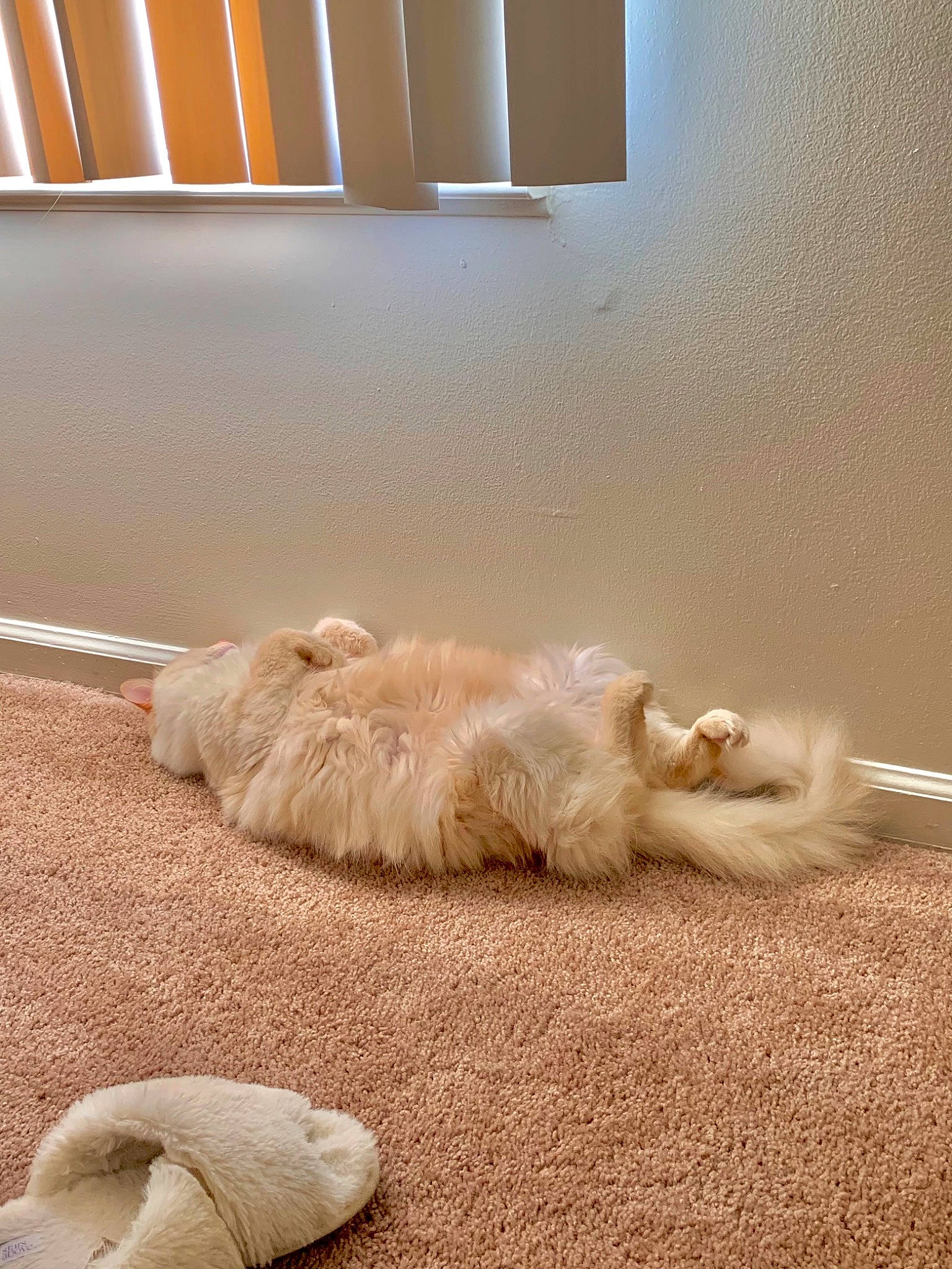 Kallie joined the competition — help win amazing prizes! canidae, carnivore, cat, comfort, companion_dog, dog_breed, fawn, felidae, floor, flooring, fur, hardwood, linens, paw, small_to_medium_sized_cats, sporting_group, tail, whiskers, window_blind, wood