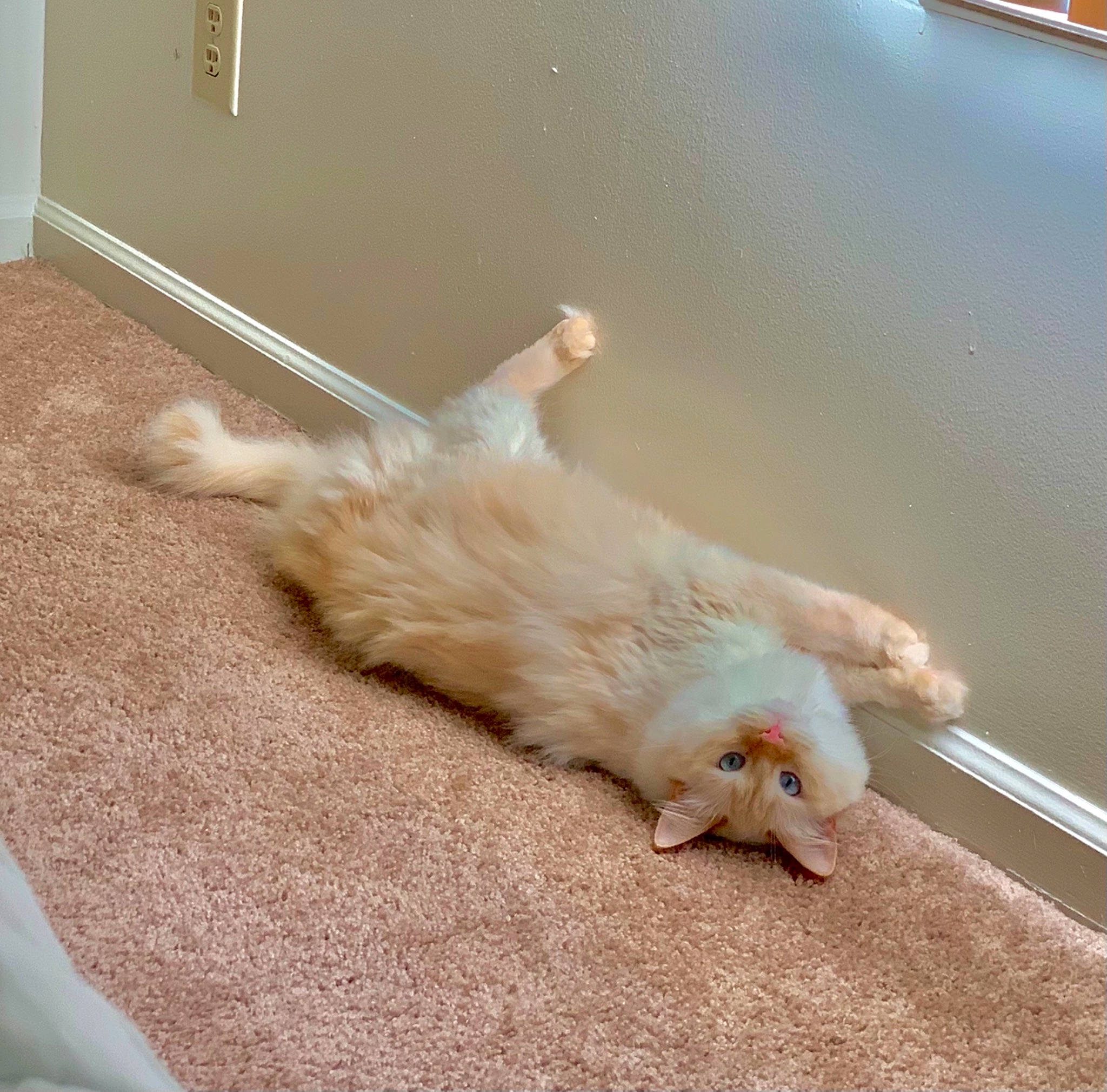 Kallie joined the competition — help win amazing prizes! carnivore, cat, claw, comfort, companion_dog, dog_breed, fawn, felidae, flooring, foot, fur, gesture, hardwood, human_leg, paw, small_to_medium_sized_cats, sporting_group, tail, whiskers, wood