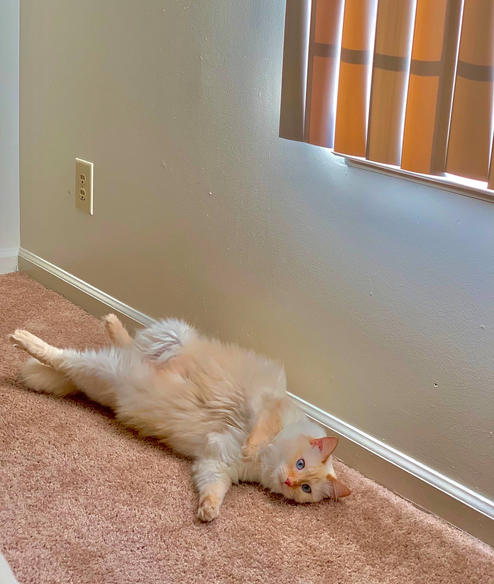 Kallie is registered to the contest to win money with this photo: carnivore, cat, comfort, companion_dog, fawn, felidae, flooring, fur, hardwood, paw, plaster, room, sash_window, small_to_medium_sized_cats, tail, whiskers, window, window_blind, window_covering, wood