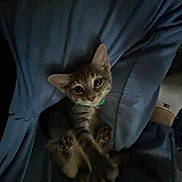 Smokey joined the competition — help win amazing prizes! adorable, animal, blue_blanket, cat, collar, cozy, cute, domestic_animal, eyes, feline, fur, indoor, kitten, paws, pet, resting, small, stretching, whiskers, young