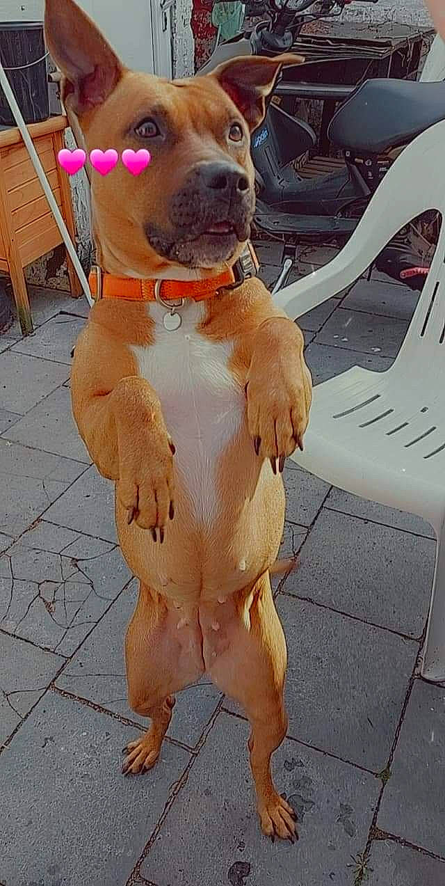 Laly a rejoint le concours — aidez-le/la à gagner de superbes lots ! aircraft, carnivore, collar, companion_dog, dog, dog_breed, dog_collar, dog_supply, fawn, fur, hat, hood, liver, mammal, pet_supply, snout, tail, vertebrate, whiskers, working_animal