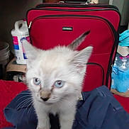 Banshee is registered to the contest to win money with this photo: animal, background, blue_eyes, cat, close_up, clutter, curious, domestic, fur, household_items, indoor, kitten, luggage, pet, red_suitcase, small, soft_fur, standing, whiskers, young