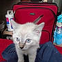 animal, background, blue_eyes, cat, close_up, clutter, curious, domestic, fur, household_items, indoor, kitten, luggage, pet, red_suitcase, small, soft_fur, standing, whiskers, young
