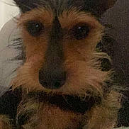 Filou participe au concours pour gagner de l'argent avec cette photo : dog, close_up, scruffy, pet, indoor, furry, ears, canine, face, animal, portrait, brown, black, snout, cute, fuzzy, whiskers, companion, domestic, friend