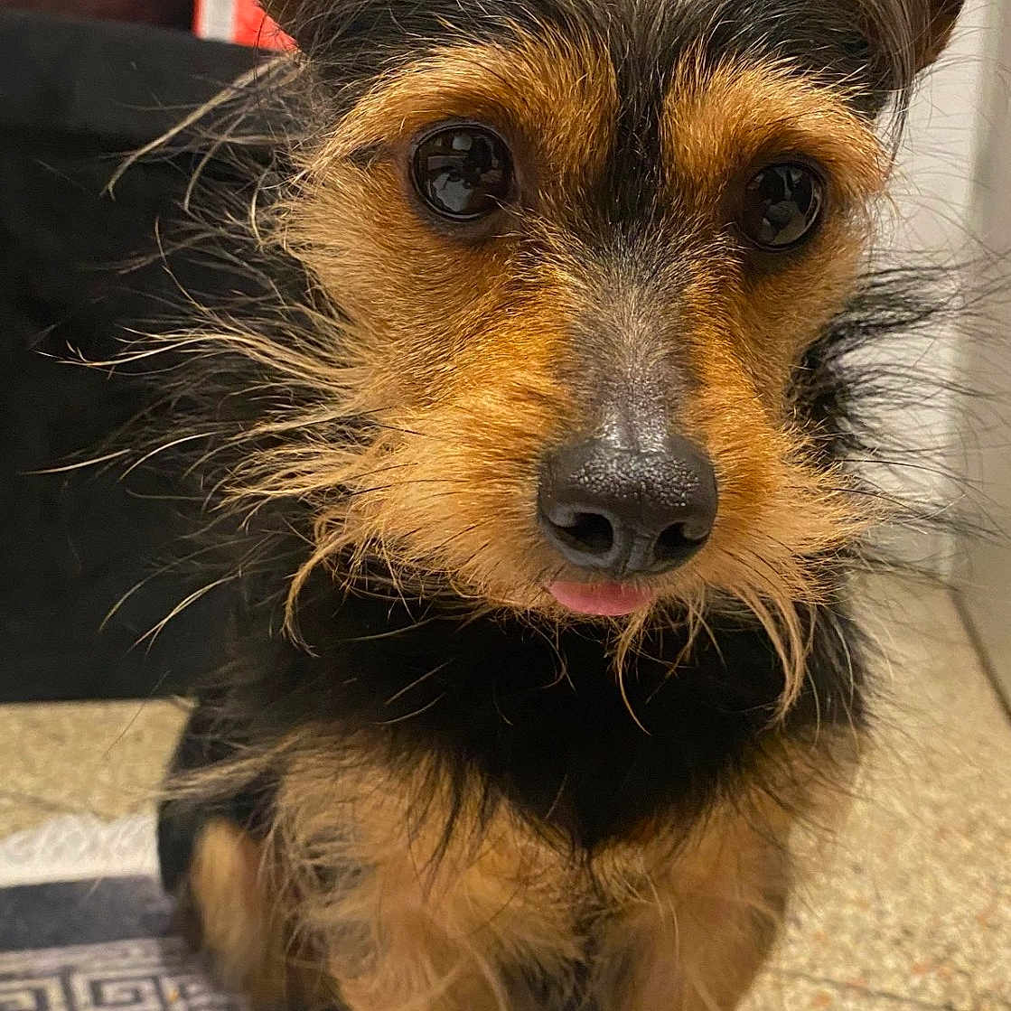 Roméo participe au concours pour gagner de l'argent avec cette photo : animal, black_fur, brown_fur, carpet, close_up, couch, cushion, cute, dog, ears, floor, fur, indoor, paper, pet, portrait, scruffy, sitting, small_dog, tongue_out
