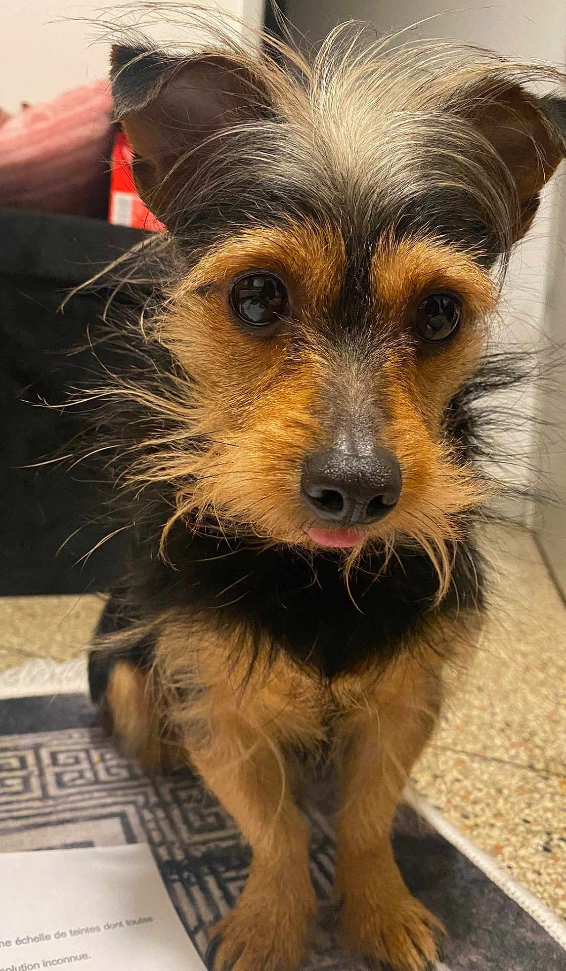 Roméo participe au concours pour gagner de l'argent avec cette photo : dog, small_dog, scruffy, close_up, brown_fur, black_fur, tongue_out, sitting, indoor, carpet, paper, couch, cushion, floor, pet, animal, cute, portrait, fur, ears
