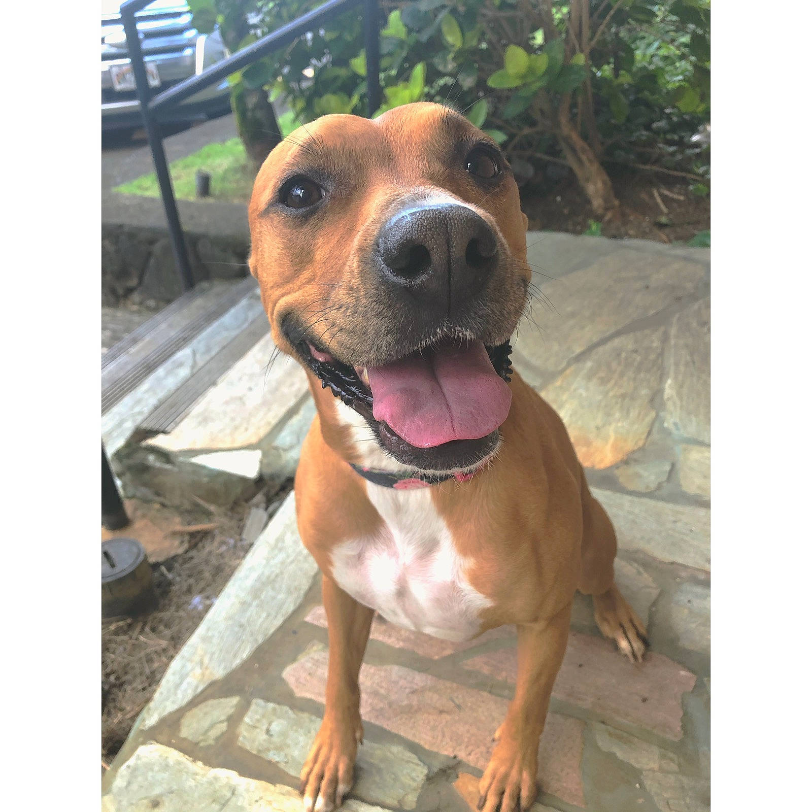 Saydee Dollar joined the competition — help win amazing prizes! american_pit_bull_terrier, american_staffordshire_terrier, black_mouth_cur, boxer, canidae, carnivore, dog, dog_breed, fawn, mammal, mountain_cur, non_sporting_group, nose, pit_bull, snout, staffordshire_bull_terrier, terrier, vertebrate