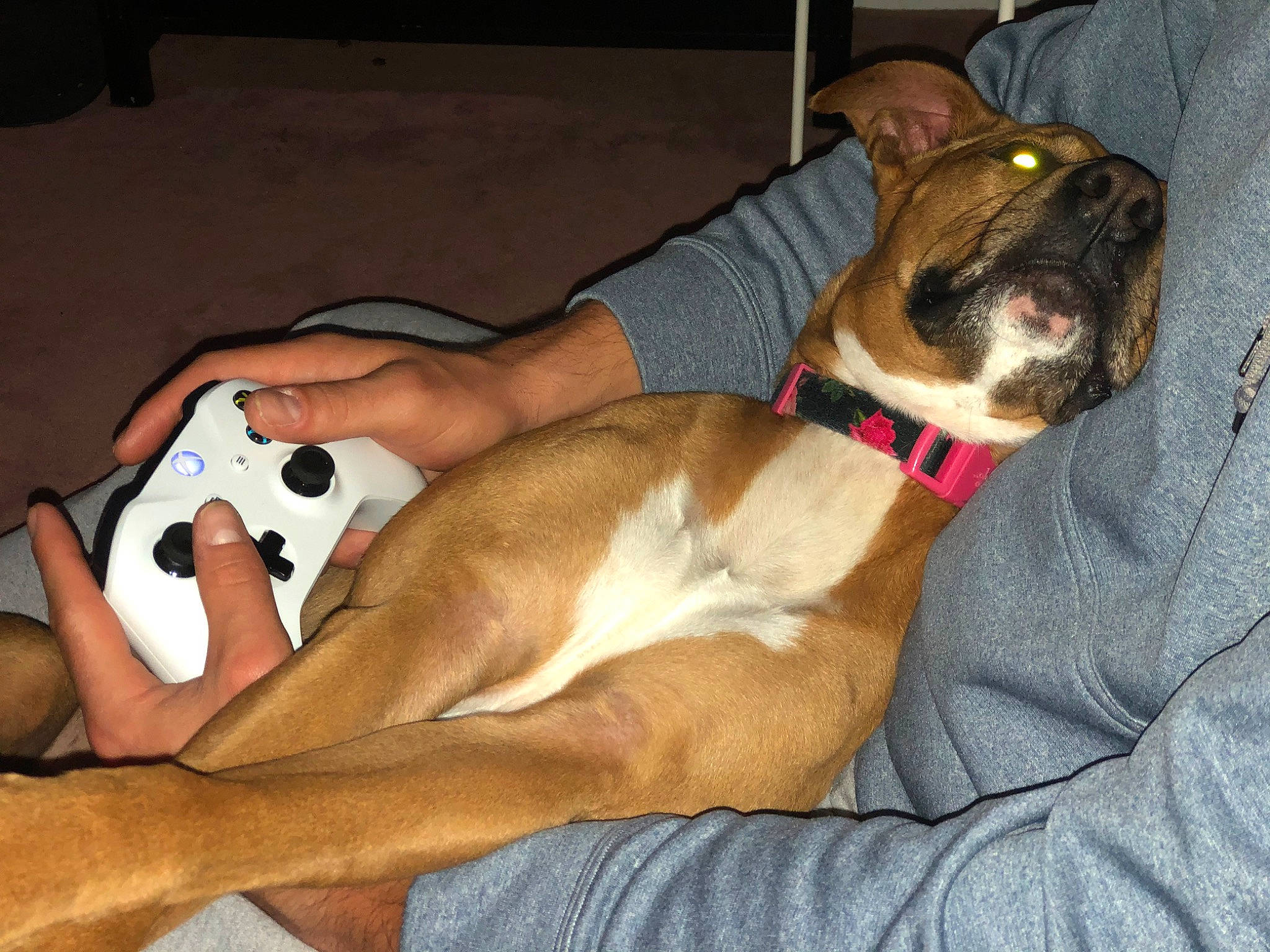 Saydee Dollar is registered to the contest to win money with this photo: boxer, canidae, carnivore, dog, dog_breed, fawn, feist, mammal, non_sporting_group, snout, valley_bulldog