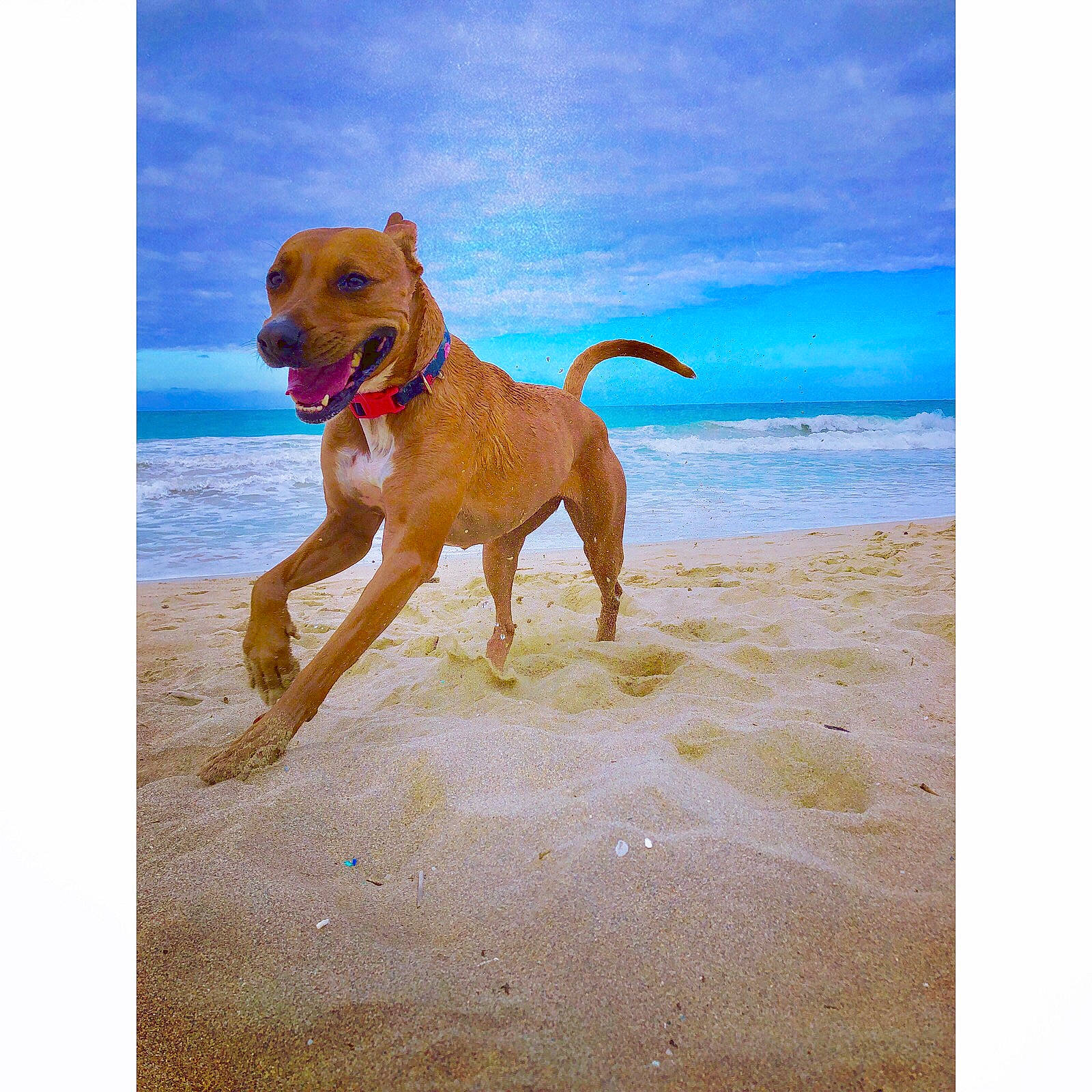 Saydee Dollar is registered to the contest to win money with this photo: american_pit_bull_terrier, american_staffordshire_terrier, canidae, carnivore, companion_dog, dog, dog_breed, dog_walking, fawn, mammal, non_sporting_group, ocean, potcake_dog, sporting_group, vertebrate