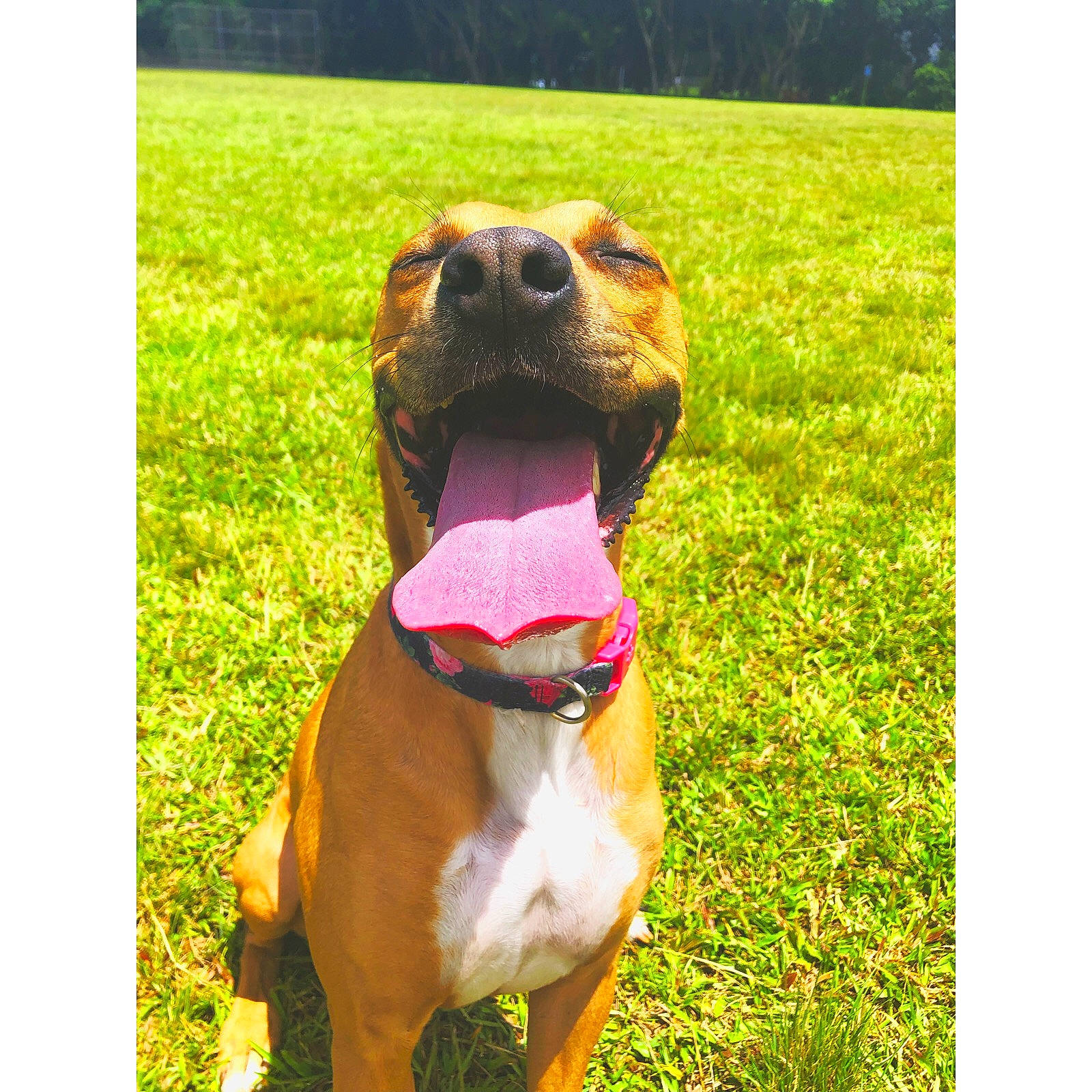 Saydee Dollar joined the competition — help win amazing prizes! american_pit_bull_terrier, american_staffordshire_terrier, boxer, canidae, carnivore, collar, dog, dog_breed, dog_collar, dog_walking, fawn, grass, mammal, mountain_cur, non_sporting_group, pit_bull, snout, sporting_group, staffordshire_bull_terrier, vertebrate