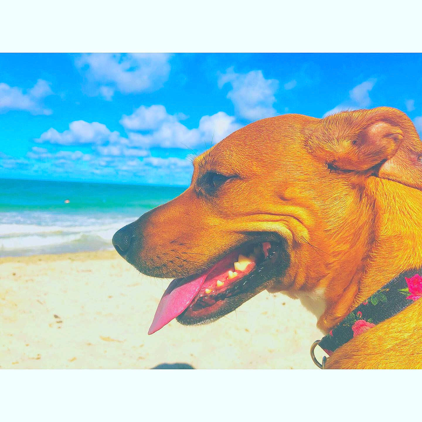 Saydee Dollar joined the competition — help win amazing prizes! american_pit_bull_terrier, american_staffordshire_terrier, canidae, carnivore, dog, dog_breed, dog_collar, fawn, golden_retriever, mammal, non_sporting_group, nose, pit_bull, sky, sporting_group, staffordshire_bull_terrier, vertebrate, vizsla