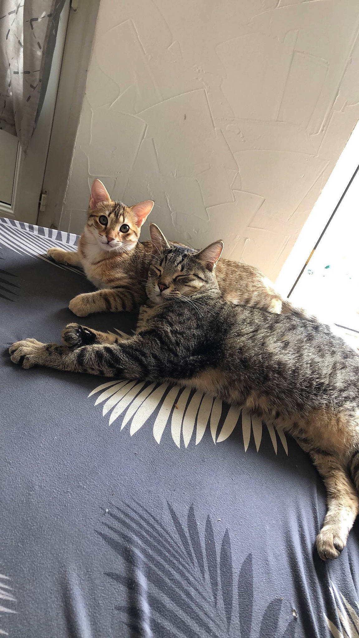 Pépita a rejoint le concours — aidez-le/la à gagner de superbes lots ! carnivore, cat, claw, comfort, domestic_short_haired_cat, felidae, flooring, foot, fur, grey, nile_crocodile, paw, sitting, small_to_medium_sized_cats, snout, tail, terrestrial_animal, tree, whiskers, wood