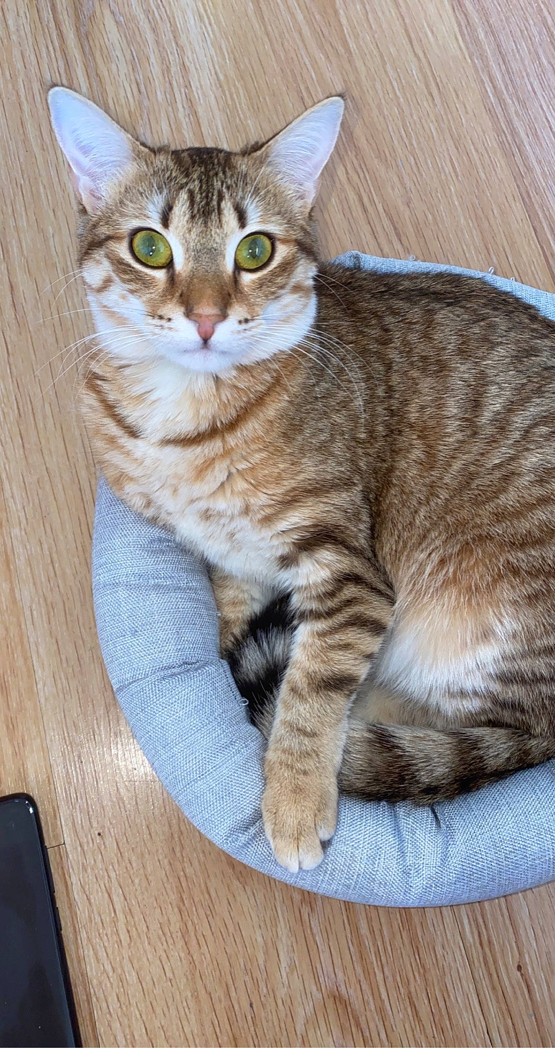 Pépita a rejoint le concours — aidez-le/la à gagner de superbes lots ! carnivore, cat, domestic_short_haired_cat, felidae, fur, hardwood, paw, sitting, small_to_medium_sized_cats, snout, tableware, tail, terrestrial_animal, whiskers, wood, wood_stain