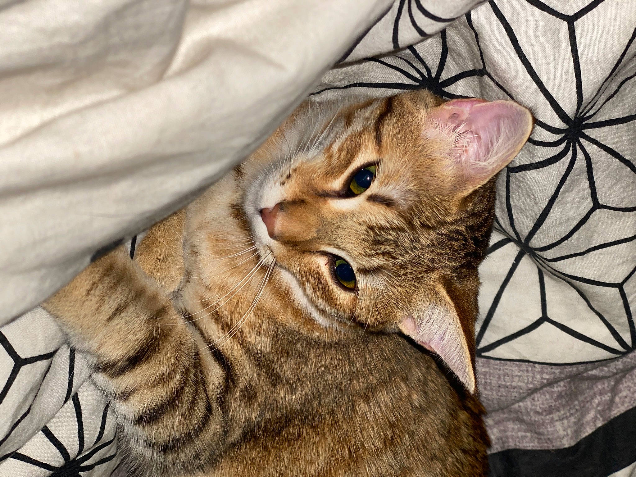 Pépita a rejoint le concours — aidez-le/la à gagner de superbes lots ! carnivore, cat, claw, comfort, domestic_short_haired_cat, ear, eye, fawn, felidae, fur, grass, paw, plant, small_to_medium_sized_cats, snout, terrestrial_animal, whiskers, wildlife