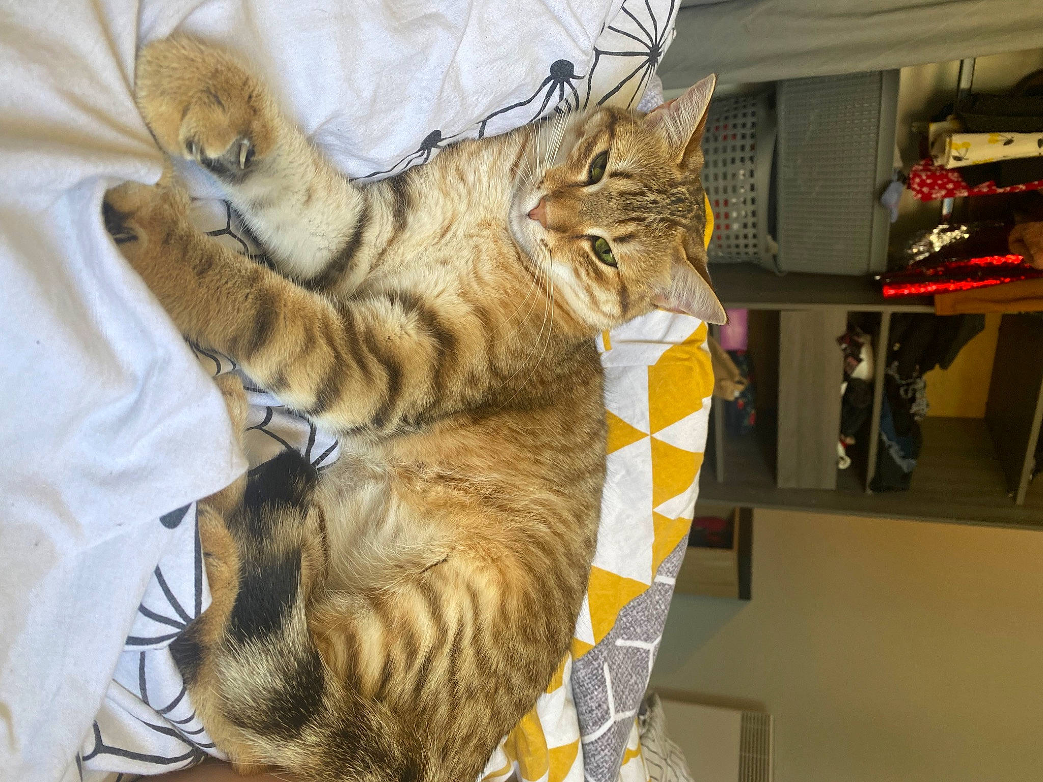 Pépita participe au concours pour gagner de l'argent avec cette photo : box, carnivore, cat, claw, comfort, domestic_short_haired_cat, fawn, felidae, fur, nap, paw, shelf, small_to_medium_sized_cats, snout, tail, terrestrial_animal, whiskers