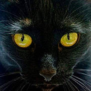 Chouchenn participe au concours pour gagner de l'argent avec cette photo : black, black_cat, bombay, burmese, carnivore, cat, close_up, domestic_long_haired_cat, domestic_short_haired_cat, eye, felidae, mammal, small_to_medium_sized_cats, snout, vertebrate, whiskers