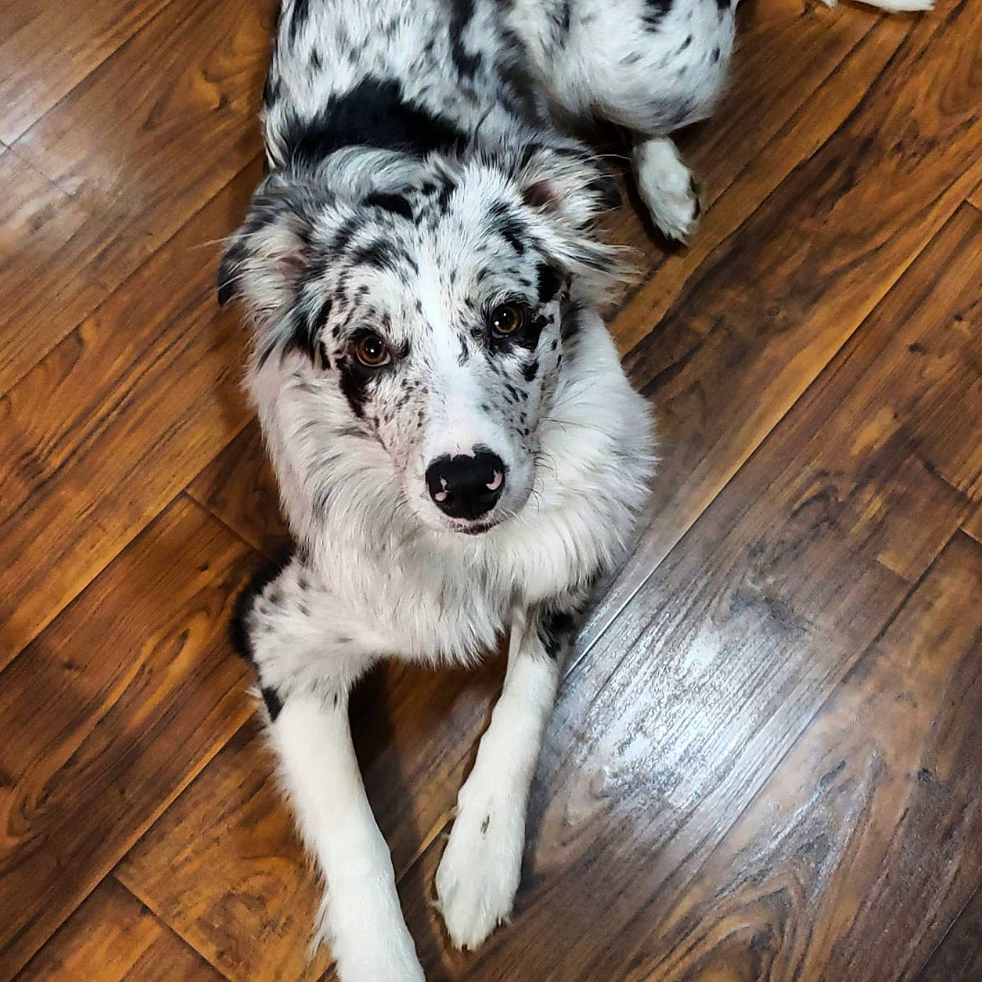 Kida Rae joined the competition — help win amazing prizes! australian_shepherd, border_collie, canidae, carnivore, companion_dog, dog, dog_breed, fur, herding_dog, koolie, mammal, miniature_australian_shepherd, puppy, sporting_group, working_dog