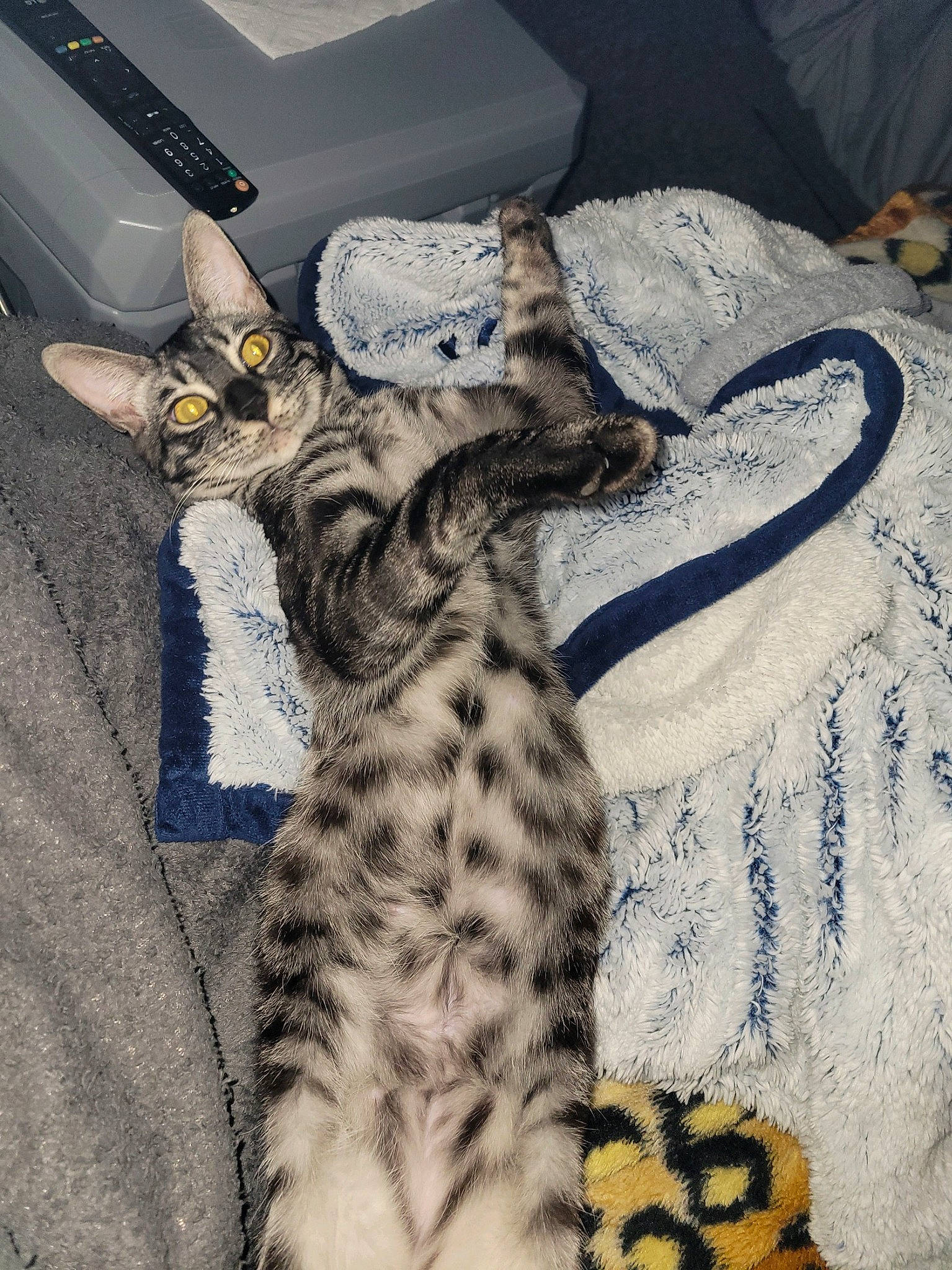 Zora is registered to the contest to win money with this photo: bedding, big_cats, carnivore, cat, claw, comfort, domestic_short_haired_cat, felidae, foot, fur, grey, human_leg, linens, mammal, nap, pattern, paw, small_to_medium_sized_cats, tail, whiskers