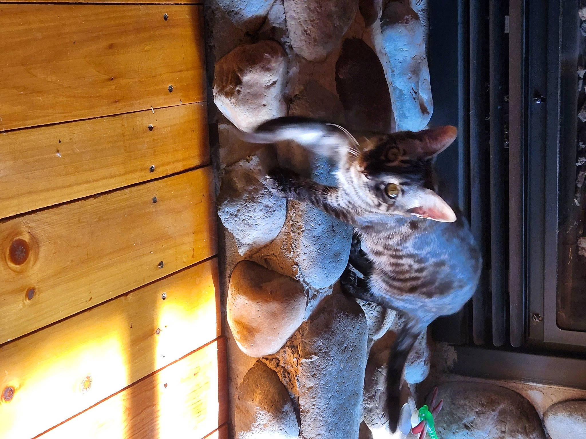 Zora joined the competition — help win amazing prizes! canidae, door, fawn, felidae, fur, glass, hardwood, house, metal, plank, sculpture, small_to_medium_sized_cats, snout, sporting_group, tail, tree, varnish, window, wood, wood_stain