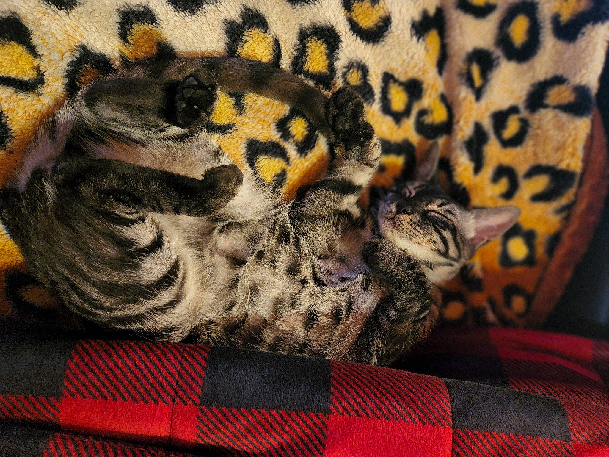 Zora is registered to the contest to win money with this photo: big_cats, carnivore, cat, comfort, couch, fawn, felidae, fur, grey, leopard, linens, mammal, pattern, small_to_medium_sized_cats, tail, terrestrial_animal, textile, toy, vertebrate, whiskers