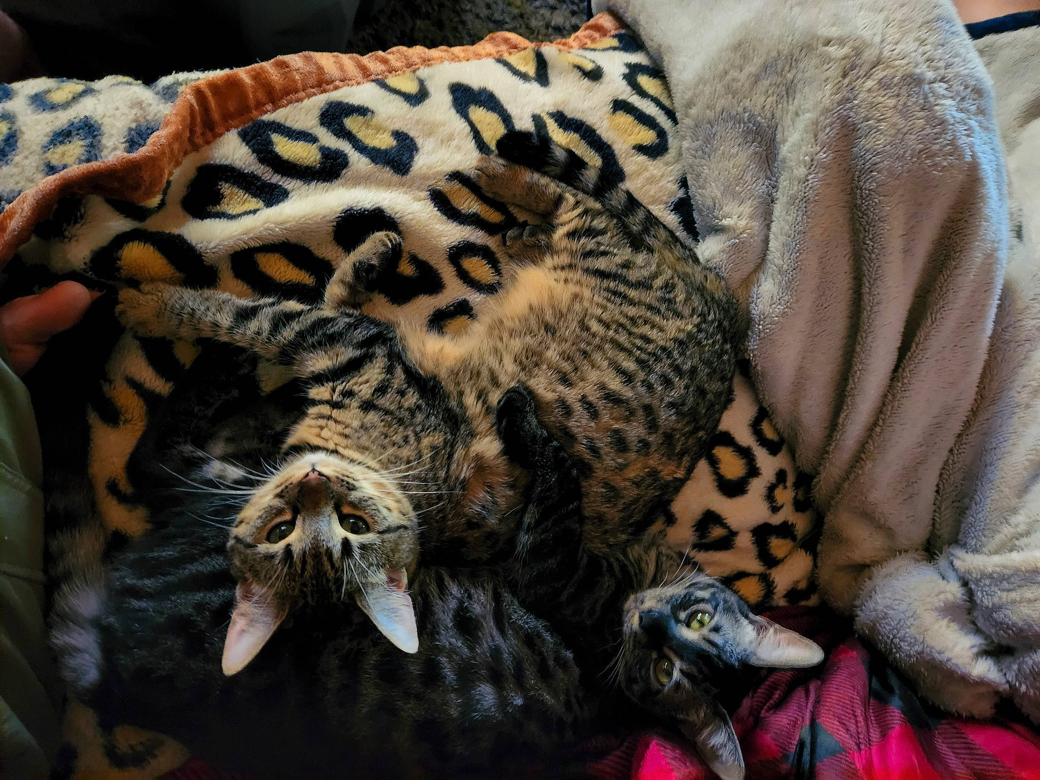 Luna joined the competition — help win amazing prizes! bengal_tiger, big_cats, carnivore, cat_bed, comfort, fang, fawn, felidae, fur, jaguar, leopard, nap, pattern, siberian_tiger, sleeve, small_to_medium_sized_cats, terrestrial_animal, tiger, whiskers, wildlife