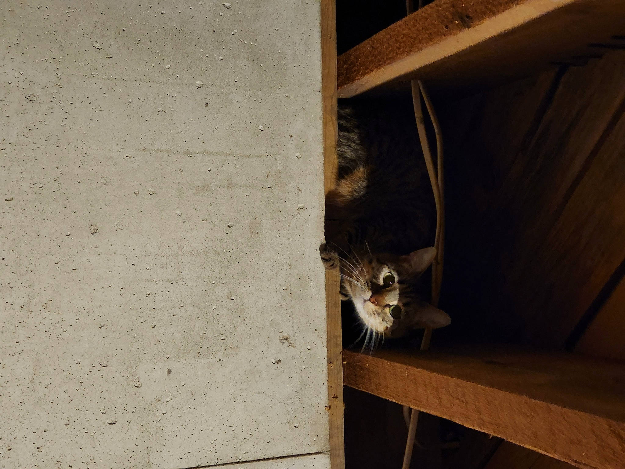 Luna is registered to the contest to win money with this photo: animal_shelter, carnivore, cat, cat_supply, concrete, domestic_short_haired_cat, fawn, felidae, fur, hardwood, metal, pet_supply, plywood, room, shelf, small_to_medium_sized_cats, stairs, tail, whiskers, wood