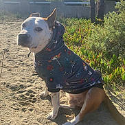 Fidelio a rejoint le concours — aidez-le/la à gagner de superbes lots ! dog, hoodie, sitting, sand, outdoor, sunlight, greenery, plants, tree, pet, animal, canine, casual_clothing, nature, daytime, calm, portrait, cute, ears, tail