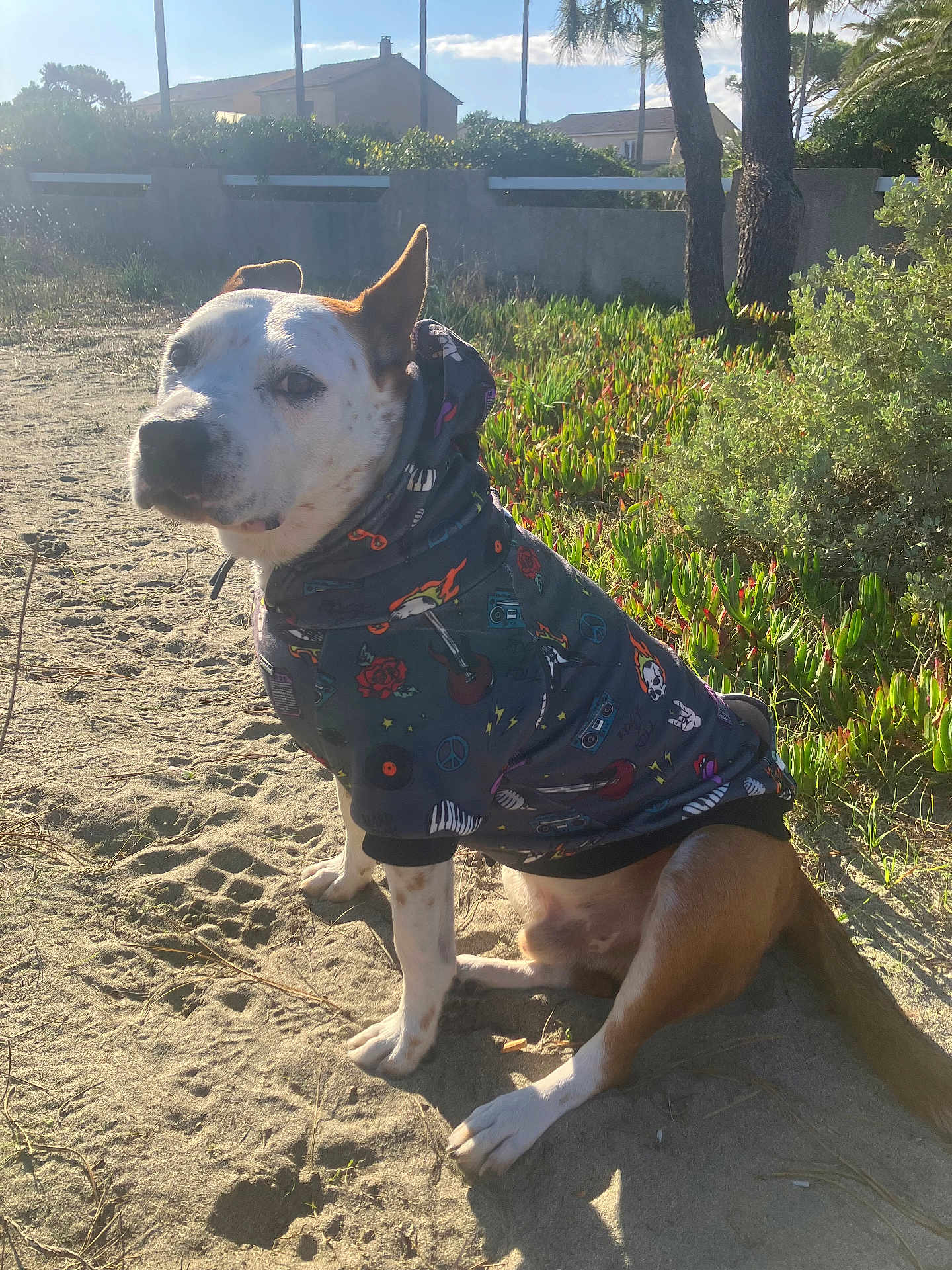 Fidelio a rejoint le concours — aidez-le/la à gagner de superbes lots ! dog, hoodie, sitting, sand, outdoor, sunlight, greenery, plants, tree, pet, animal, canine, casual_clothing, nature, daytime, calm, portrait, cute, ears, tail