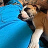 Bounty participe au concours pour gagner de l'argent avec cette photo : puppy, dog, sleeping, tattoo, blue_shirt, person, arm, indoor, close_up, resting, pet, cute, cozy, relaxed, snuggling, animal, mammal, companion, friendship, comfort