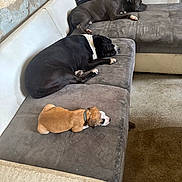 Bounty a rejoint le concours — aidez-le/la à gagner de superbes lots ! dog, sleeping, couch, indoor, resting, pet, canine, furniture, sectional_sofa, three_dogs, brown_dog, black_dog, white_markings, collar, relaxing, cozy, worn_out, wall, floor, peaceful