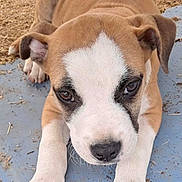 Bounty a rejoint le concours — aidez-le/la à gagner de superbes lots ! animal, brown_and_white, close_up, curious, cute, dog, ears, face, fur, ground, looking_at_camera, lying_down, nose, outdoor, paws, pet, playground, puppy, resting, young