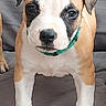 Bounty participe au concours pour gagner de l'argent avec cette photo : puppy, dog, brown, white, collar, pet, canine, young, ears, face, couch, indoor, animal, fur, cute, alert, standing, front_view, domestic, companion