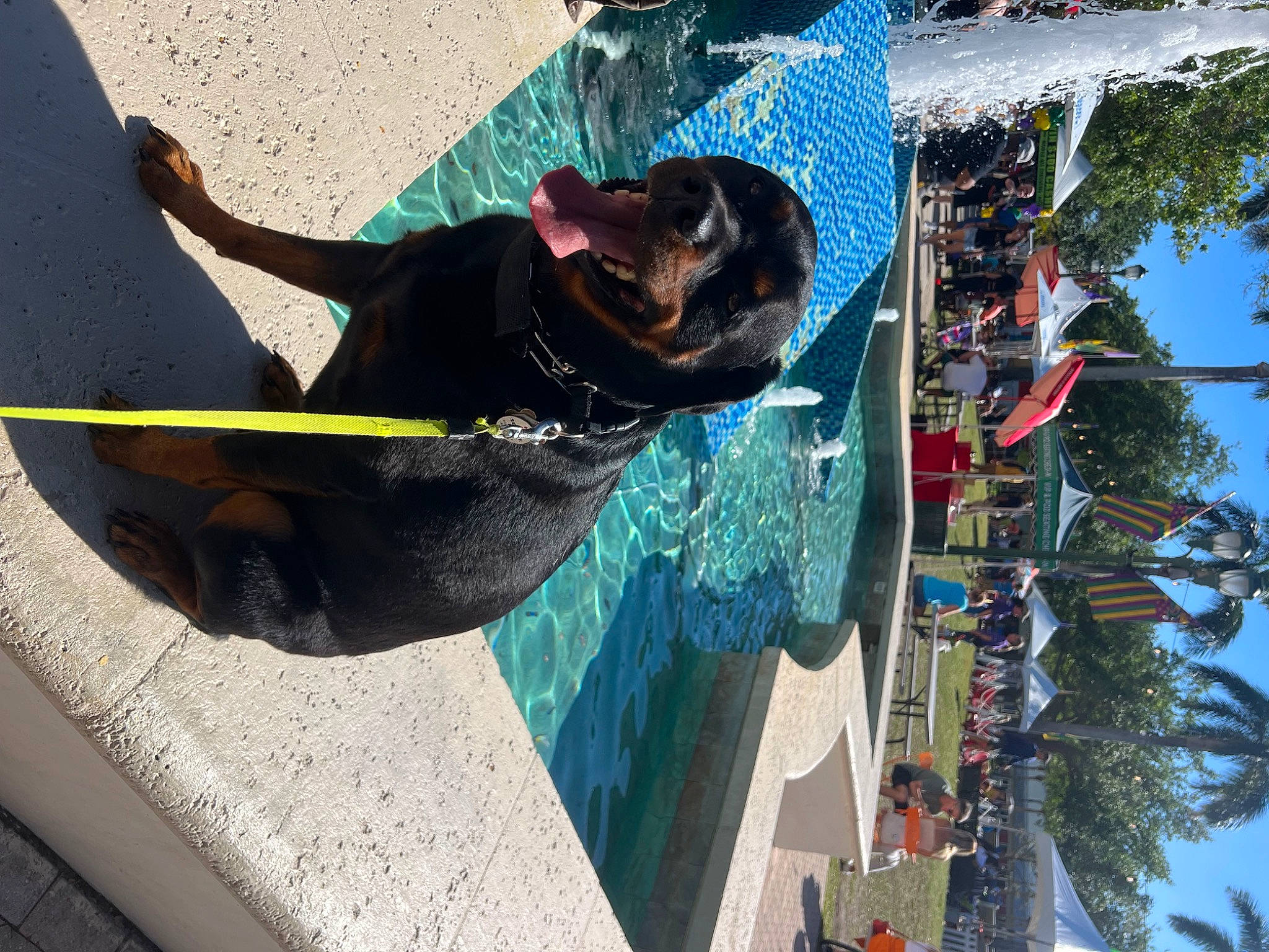Kekoa joined the competition — help win amazing prizes! adventure, carnivore, dog, dog_breed, eyewear, fun, hat, leisure, pole, recreation, reflection, sky, smile, sporting_group, tree, vacation, visual_arts, winter