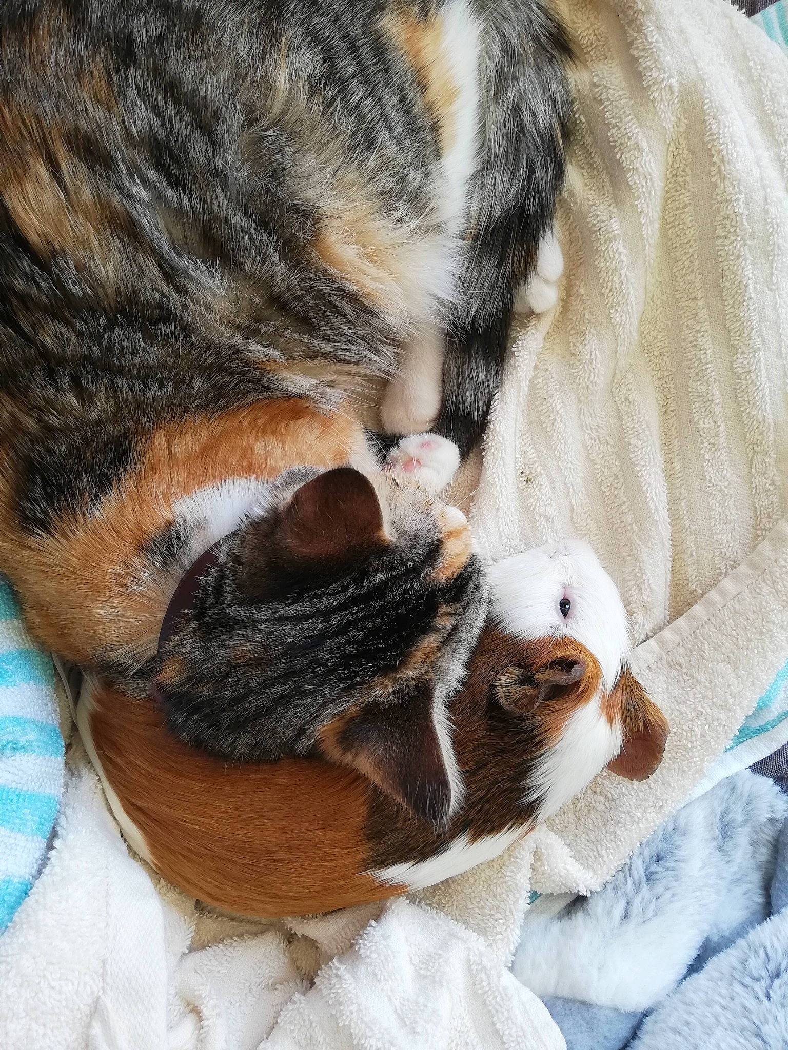 Pirouette a rejoint le concours — aidez-le/la à gagner de superbes lots ! canidae, ear, fur, hair, nose, puppy, snout, whiskers