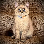 Gandolf joined the competition — help win amazing prizes! kitten, cat, blue_eyes, beaded_collar, fluffy, sitting, carpeted_stairs, pet, animal, cute, feline, indoor, portrait, young_cat, tabby, whiskers, paws, fur, domestic_cat, alert