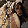 dog, blanket, couch, indoor, cozy, striped_blanket, pet, brown_dog, resting, comfort, furniture, relaxing, warm, snug, home, animal, domestic, wrapped, sleepy, soft