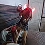 dog, bed, indoor, headboard, chain_collar, glowing_horns, red_light, partial_dog, wooden_furniture, door, human_hand, collar_tag, pet_accessory, animal, domestic_animal, brown_dog, black_dog, white_dog, blurred, room