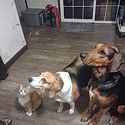 Tyson is registered to the contest to win money with this photo: cat, dog, orange_cat, beagle, brown_dog, pet_food, wooden_floor, indoor, flooring, animal, sitting, looking_up, household, window, door, pet, companion, domestic, curious, attention