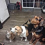cat, dog, orange_cat, beagle, brown_dog, pet_food, wooden_floor, indoor, flooring, animal, sitting, looking_up, household, window, door, pet, companion, domestic, curious, attention