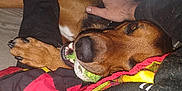 Tyson is registered to the contest to win money with this photo: dog, pet, tennis_ball, bed, blanket, hand, person, indoor, brown_dog, playing, cozy, animal, fur, clothing, relaxing, comfort, paw, mouth, closeup, casual