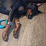 Elvis joined the competition — help win amazing prizes! doberman, dog, lying_down, wooden_floor, watch, paw, tongue_out, toy, blue_toy, chain_collar, pet, indoor, resting, animal, canine, flooring, relaxed, sleepy, domestic, companion