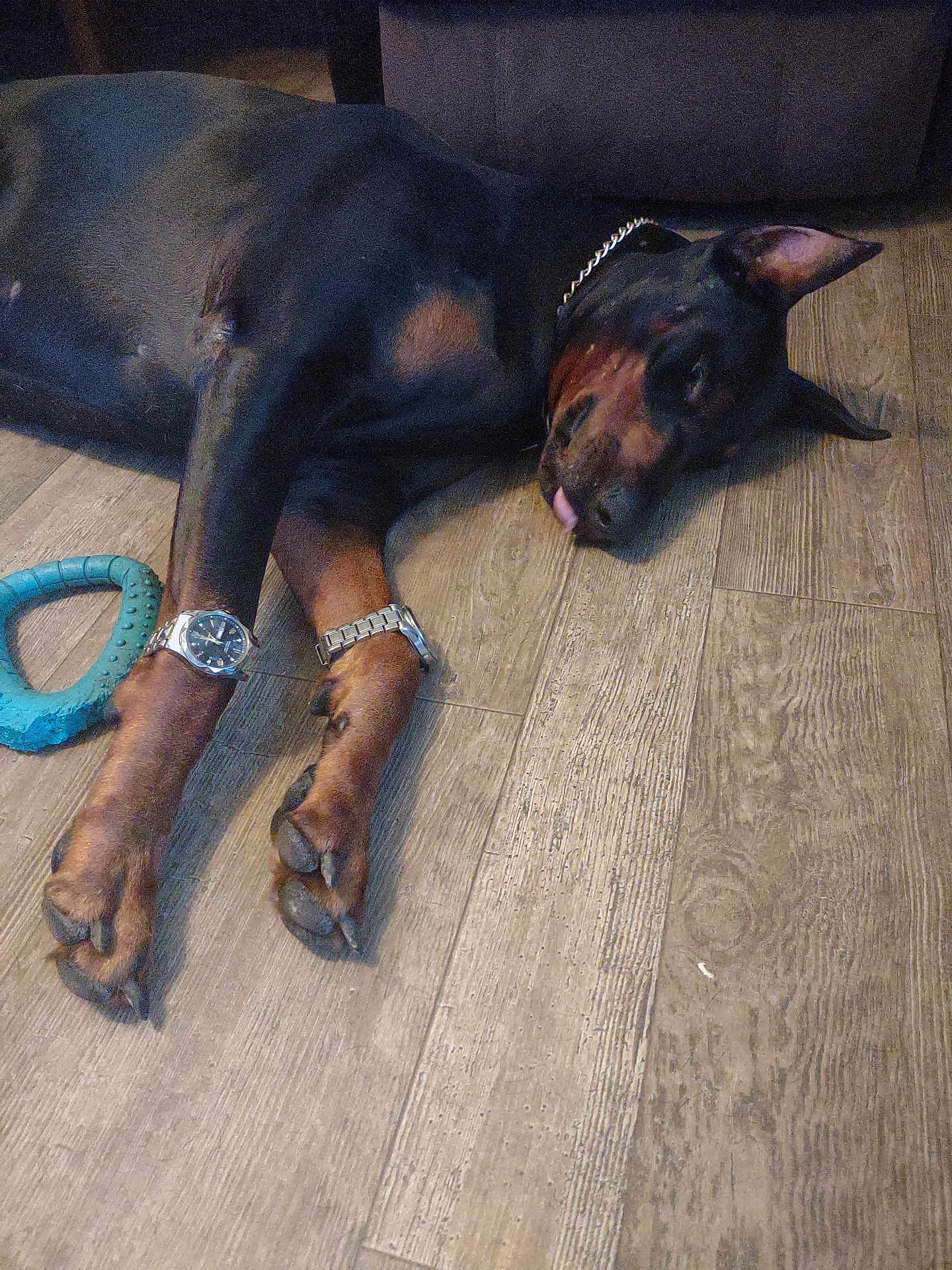 Elvis