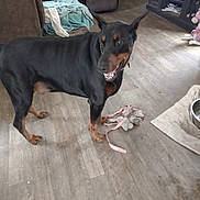 Elvis is registered to the contest to win money with this photo: doberman, dog, indoor, wooden_floor, stuffed_toy, pink_ribbon, recliner, side_table, calendar, pet_bowl, pet_mat, living_room, furniture, floor, animal, canine, playful, happy, pet, domestic