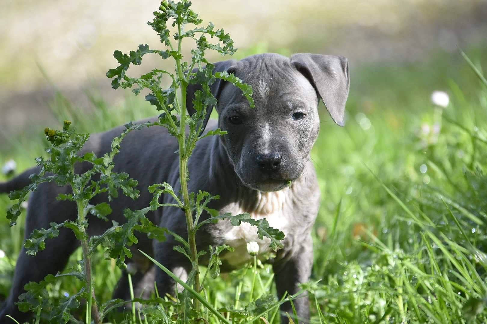 Luffy participe au concours pour gagner de l'argent avec cette photo : canidae, carnivore, companion_dog, dog, dog_breed, eye, fawn, grass, grassland, groundcover, hunting_dog, plant, puppy, snout, sporting_group, terrestrial_animal, whiskers, wildlife, working_animal, working_dog