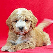 Pixie is registered to the contest to win money with this photo: puppy, dog, curly_fur, brown, white, pet, animal, cute, lying_down, tail_wagging, red_background, indoor, fur, young, adorable, canine, soft_lighting, playful, resting, close_up